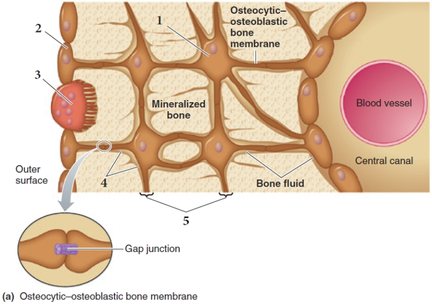 Figure 19-24a Use the figure above (Figure 19-24a) to answer the corresponding questions.    -Which number in the figure represents an osteocyte? A) ​1 B) 2 C) 3 D) 4 E) ​5