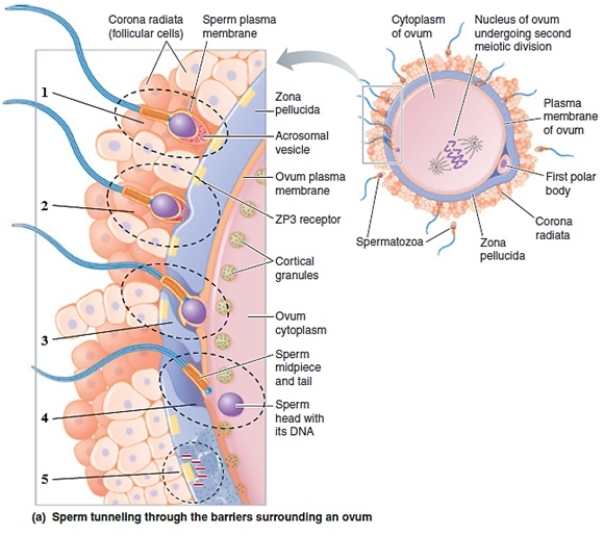 Figure 20-23a Use the figure above (Figure 20-23a) to answer the corresponding questions.    -Which number in the figure represents sperm penetration of the corona radiata? A) ​1 B) 2 C) 3 D) 4 E) ​5