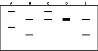 The gel at right shows the DNA profiles for several individuals.If A is the mother and B is the father,which one of the others could be their child?   A)  C B)  D C)  E D)  C, D, and E E)  None of the above 