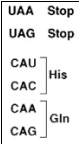Use the following diagram to answer Questions :    -CAU is a(n)  A)  codon. B)  anticodon. C)  amino acid. D)  nucleic acid. E)  protein. 