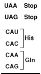   -The diagram indicates that A)  two codons represent the amino acid  His.  B)  two amino acids match the codon  His.  C)  to cause a stop, the sequence must read  UAAUAG.  D)   CAA  can mean  His  or  Gln  or  Stop.  E)  the anticodon CAU means  His.  