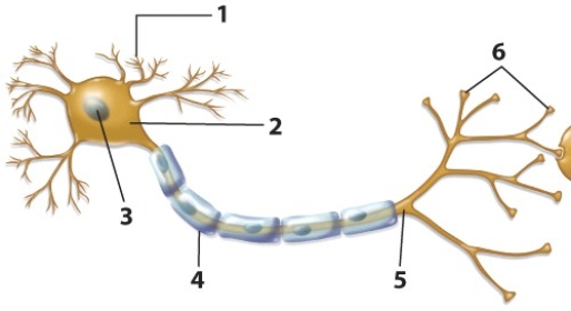 Use the diagram to answer Questions     -Which of the following gives the name and number of the labeled structure that insulates the axon and makes neuronal signaling more efficient? A)  axon/6 B)  axon/4 C)  myelin sheath/4 D)  myelin sheath/6 E)  cell body/3 