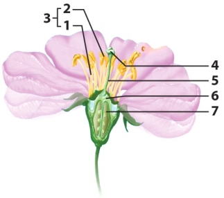Use the diagram to answer Questions    -Eggs are found within this structure. A)  2 B)  3 C)  4 D)  5 E)  6 