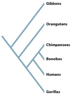 Use this evolutionary tree of humans and their closest relatives to answer Question    -After chipanzees and bonobos,to whom are humans most closely related? A)  gibbons B)  orangutans C)  gorillas D)  gorillas and orangutans equally E)  gibbons and orangutans equally 