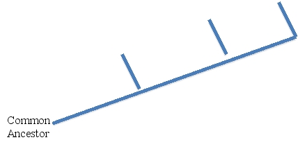 Based on their DNA,place the following species on the evolutionary tree according to their relatedness to their common ancestor.Differences from the common ancestor are underlined.        