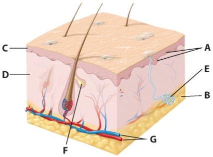Using the figure below,label the items A-G.    