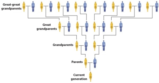   -The table illustrates the ancestry of a human female (F Current Generation) .The Fs represent female ancestors; the Ms are males.GGM means great-grandmother; GGF means great-grandfather.Individuals in the top row are great-great grandparents.Each set of parents is shown directly above its offspring. Which of the following correctly identifies the number of nuclear DNA and mtDNA ancestors the female has based on this table? A)  She has 8 nuclear DNA ancestors and 8 mtDNA ancestors. B)  She has 1 nuclear DNA ancestor and 1 mtDNA ancestor. C)  She has 16 nuclear DNA ancestors and 8 mtDNA ancestors. D)  She has 16 nuclear DNA ancestors and 1 mtDNA ancestor. E)  She has 1 nuclear DNA ancestor and 8 mtDNA ancestors. 