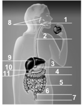Correctly identify each of the digestive system organs that are numbered on the diagram below.    -The organ labeled 4 is the __________. A)  pancreas B)  stomach C)  large intestine D)  small intestine E)  rectum 