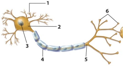 <strong>Use the diagram to answer Questions 31-35.   Which of the following gives the name and number of the labeled structure that transmits nerve signals along the length of the neuron?</strong> A) cell body/2 B) myelin sheath/3 C) myelin sheath/4 D) axon/5 E) axon/6 <div style=padding-top: 35px> 