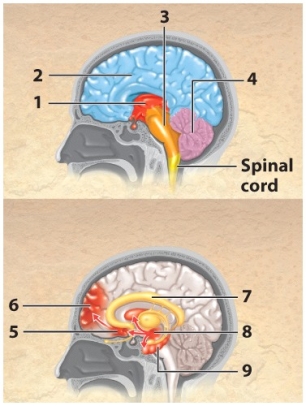 Use the diagram to answer Questions 62-68.    -This is the limbic system. A)  5 B)  6 C)  7 D)  8 E)  9 