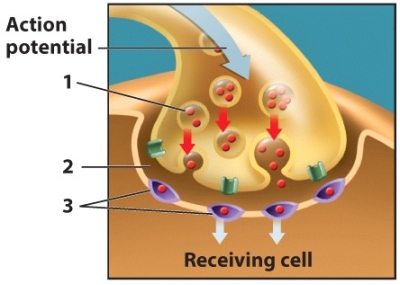 Use the diagram to answer Question 78.    -Structures 1,2,and 3 on the diagram are,in order,_______. A)  neurotransmitter receptor, synaptic cleft, synapse B)  neurotransmitter, neurotransmitter receptor, synaptic cleft C)  dopamine, synaptic cleft, VTA D)  neurotransmitter, synaptic cleft, sodium channel E)  neurotransmitter, synaptic cleft, neurotransmitter receptor 