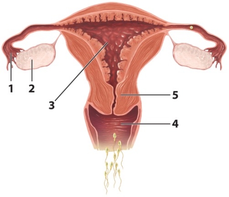 Use the diagram to answer Questions    -Eggs are produced here. A)  1 B)  2 C)  3 D)  4 E)  5 