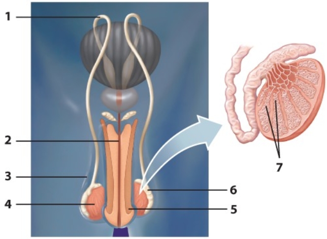 Use the diagram below to answer Questions     -Sperm develop here. A)  1 B)  3 C)  5 D)  6 E)  7 