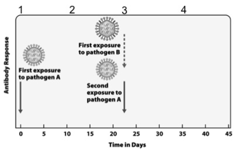 Use the following diagram to answer Questions     -Between points 1 and 2 on the diagram,_________. A)  B and T cells are responding to antigens on pathogen B B)  memory B and T cells are being used C)  B cells are producing antibodies to pathogen A D)  A and B only E)  B and C only 