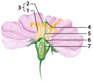 Use the diagram to answer Questions 52-60.    -This is the stamen. A)  1 B)  2 C)  3 D)  4 E)  6 