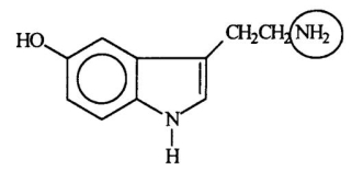 <strong>Serotonin transmits nerve impulses through the body.Identify the functional group circled.  </strong> A)aldehyde B)alcohol C)amide D)amine E)nitride <div style=padding-top: 35px> 