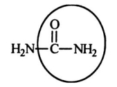 <strong>Urea carries waste nitrogen from the body in urine.Identify the functional group circled.  </strong> A)aldehyde B)alcohol C)carboxyl D)amine E)amide <div style=padding-top: 35px> 