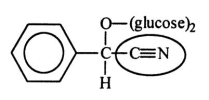 Amygdalin (Laetrile) was once touted for its potential anticancer activity.However,the claims were never scientifically verified.Identify the functional group circled.   A) carbonite B) ether C) amide D) amine E) nitrile