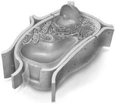 Is this an illustration of a plant cell,an animal cell,a fungal cell,or a bacteria cell?   A) Plant B) Fungus C) Animal D) Bacteria