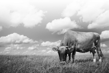 Which organism in this picture is the consumer?   A) The grass B) The cow C) The clouds D) The sky
