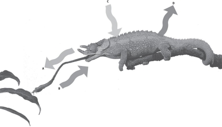 Which arrow would be most closely related to kinetic energy?   A) Arrow A,the tongue extending B) Arrow B,the bug being eaten C) Arrow C,sunlight striking the chameleon D) Arrow D,heat radiating from the chameleon