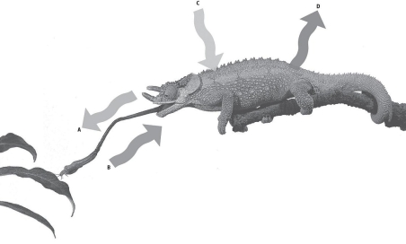 Which arrow would be most closely related to the least organized form of energy?   A) Arrow A,the tongue extending B) Arrow B,the bug being eaten C) Arrow C,sunlight striking the chameleon D) Arrow D,heat radiating from the chameleon