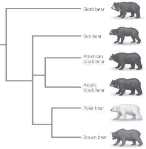 According to this phylogenetic tree,which bear is most closely related to the American black bear?   A) Sun bear B) Asiatic black bear C) Polar bear D) Brown bear