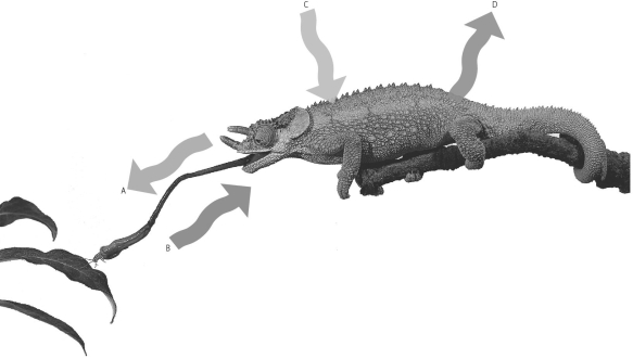 Since energy cannot be created,which arrow represents the energy that will be converted to chemical energy the chameleon can later use?   A)  Arrow A, the tongue extending B)  Arrow B, the insect being eaten C)  Arrow C, sunlight striking the chameleon D)  Arrow D, heat radiating from the chameleon