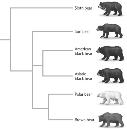 Use the phylogenetic tree below to answer the following question(s) .    -According to this phylogenetic tree,which bear is most closely related to the American black bear? A)  The sun bear B)  The Asiatic black bear C)  The polar bear D)  The brown bear