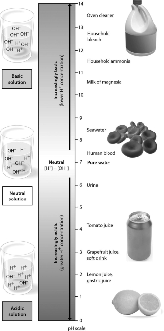 Examine the pH scale below.How does household bleach compare to household ammonia?   A) Household ammonia has 100 times higher H⁺ concentration than household bleach. B) Household bleach has 10 times higher H⁺ concentration than household ammonia. C) Household bleach has 100 times higher H⁺ concentration than household ammonia. D) Household ammonia has 10 times higher H⁺ concentration than household bleach.