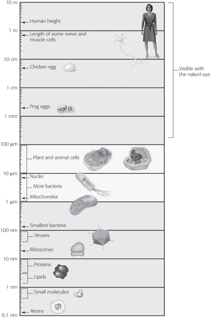 Using the figure below for a reference,approximately how many times larger is a nucleus compared to a protein?   A) 10 times larger B) 100 times larger C) 1,000 times larger D) 10,000 times larger