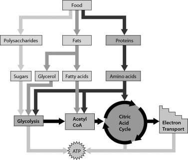 The figure below shows that ________.   A) amino acids can move directly into the electron transport chain B) our cells can use sugars,fatty acids,and amino acids to produce ATP C) our cells can produce ATP only from glucose D) our cells can produce ATP from sugars and glycerol,but not fatty acids