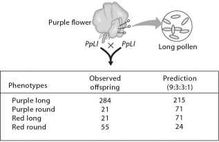 Please refer to the following art to answer the following questions.    -Recombinant offspring were produced by the mating shown in the accompanying art.What is the recombination frequency of purple round and red long offspring? A) 21% B) 381 C) 21 + 21 D) 11%