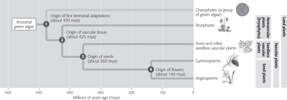 If seed production had never evolved,which organisms would be missing in today's landscape?   A) bryophytes and ferns B) ferns and gymnosperms C) gymnosperms and angiosperms D) angiosperms and bryophytes