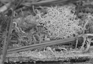 The photo below shows ________.   A) a cluster of fern spore capsules B) a fairy ring C) an algal cell with extensive thread-like cilia D) a lichen,a mutually beneficial symbiosis