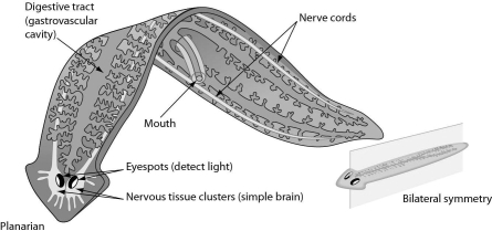 The figure below shows a simple worm.Bilateral symmetry and a highly branched gastrovascular cavity all suggest that the worm is a(n) ________.   A) annelid B) mollusk C) chordate D) flatworm