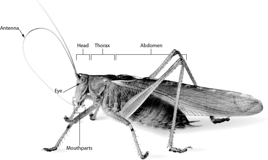 Insects,such as the grasshopper shown below,have ________.   A) eight legs B) a two-part body: head and abdomen C) a three-part body: head,thorax,and abdomen D) no wings