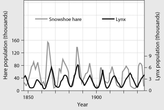 The figure below shows population cycles of snowshoe hare and lynx.Recent field studies suggest that the most likely explanation for these cycles is ________.   A) periodic winter storms B) excessive predation of snowshoe hares C) nearly unlimited food for hares during the summers D) boom-and-bust cycles in lemming populations