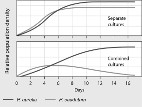 Please refer to the following art to answer the following questions.    -The figure below shows the growth curves of two populations of Paramecium,P.aurelia and P.caudatum.From the data,we can conclude that ________.   A) the ecological niches of the two species are very different B) P) aurelia is a predator of P.caudatum C) P) aurelia and P.caudatum have a mutualistic relationship D) P) aurelia is the superior competitor in this habitat