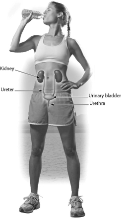 One function of this organ system is ________.   A) excretion of urea B) production of gametes C) protection of the body D) thermoregulation