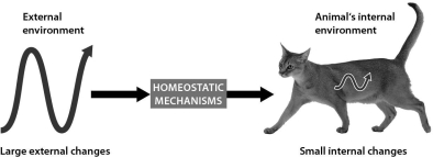 The figure below shows that ________.   A) homeostatic mechanisms allow cats to sense their external environments B) homeostatic mechanisms allow cats to use their internal conditions to affect their external environments C) cats experience no variations in their internal conditions D) homeostatic mechanisms allow cats to maintain relatively constant internal conditions even when the external environment changes