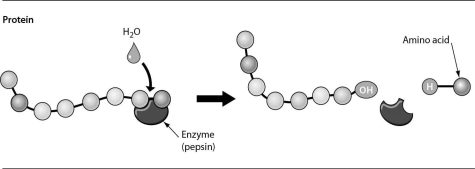 The figure below shows ________.   A) the chemical digestion of a protein B) the building of a protein by the enzyme pepsin C) the mechanical digestion of a protein D) the addition of a water molecule to add an amino acid to a protein