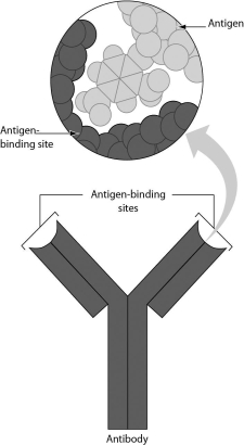 The figure below shows a Y-shaped antibody molecule.How many antigens can a single antibody molecule bind?   A) one B) two C) three D) four