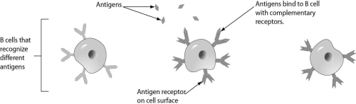 Three B cells are shown in the figure.Which of these B cells will begin to grow,divide,and differentiate further?   A) only the B cell on the left B) only the B cell in the middle C) only the B cell on the right D) all three B cells