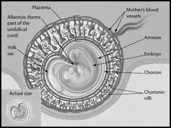The figure shows a human embryo 31 days after conception.Which of the following structures is part of the placenta?   A) embryo B) chorion C) amnion D) yolk sac