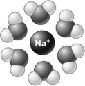 In the following illustration,a positive ion is surrounded by water molecules.   The water molecules orient as shown because the slightly ________ atoms in the water molecules are attracted to the positive charge of the ion. A)  negative hydrogen B)  positive hydrogen C)  negative oxygen D)  positive oxygen