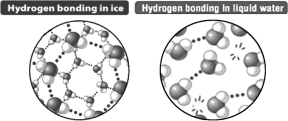 Based only on the following illustration,it could be predicted that ice floats on liquid water because   A)  the crystal structure of ice is more regular than that seen in liquid water. B)  the distance between water molecules in ice is greater than in liquid water. C)  the cool temperature of ice reduces the extent of molecular motion relative to liquid water. D)  when ice forms, the hydrogen bond in the water molecule becomes nonpolar; ice behaves like oil.