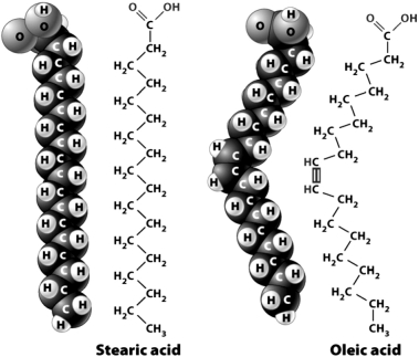 The following figure shows the chemical structure and space-filling models for stearic acid and oleic acid.    The reason oleic acid is slightly bent (as compared to stearic acid)is that it contains a ________ between two of its carbon atoms.
