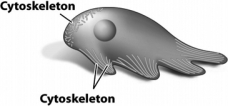 The cell in the following figure is moving by producing pseudopodia.This type of movement is a result of the reorganization of a certain component of the cytoskeleton (labeled) .   Some of the various labeled lines in the figure show A)  microtubules elongating at the leading edge of movement. B)  microfilaments disassembling at the trailing edge of movement. C)  different types of intermediate filaments located in different parts of the cell. D)  motor proteins attached to microtubules pushing the plasma membrane forward.