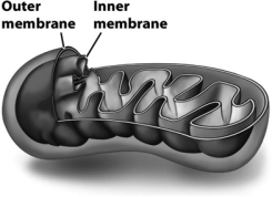 The following figure shows a mitochondrion,emphasizing its inner and outer membranes.   The inner membrane of the mitochondria is thought to have evolved from A)  a bit of plasma membrane from the early eukaryotic cell that engulfed a bacterium. B)  the membrane surrounding the lysosome that engulfed a bacterium, once it was inside an early eukaryotic cell. C)  the plasma membrane of a prokaryotic cell engulfed by an early eukaryotic cell. D)  infoldings of the plasma membrane of an early eukaryotic cell.